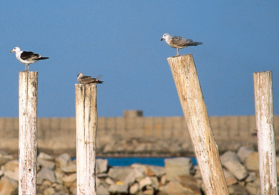 Puerto de Mar del Plata