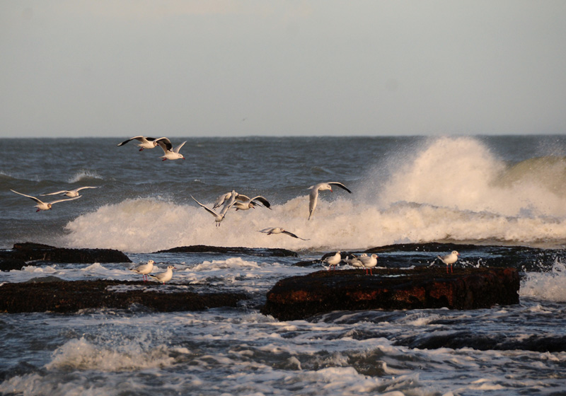 Playas del Sur