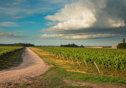 Bodega TRAPICHE Costa & Pampa