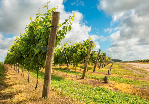 Bodega TRAPICHE Costa & Pampa